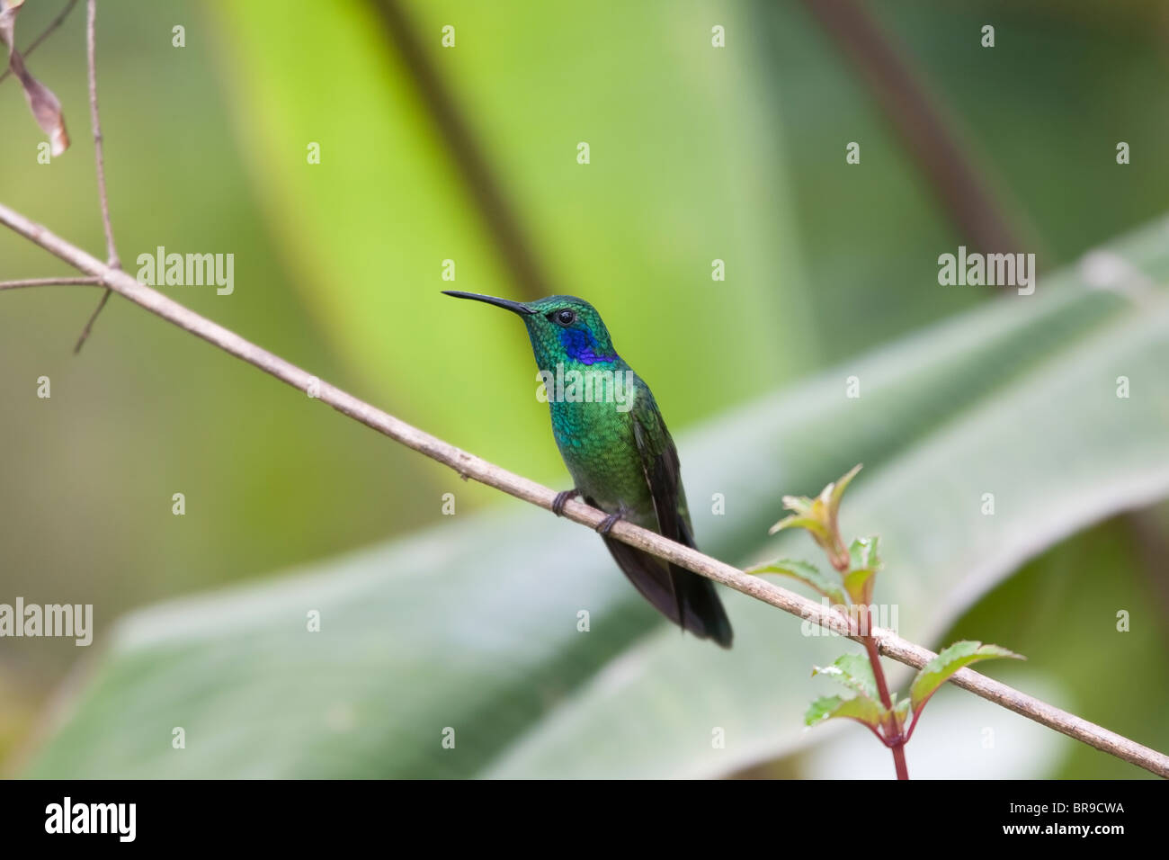 Green Violetear (Colibri thalassinus cyanotus) Stock Photo