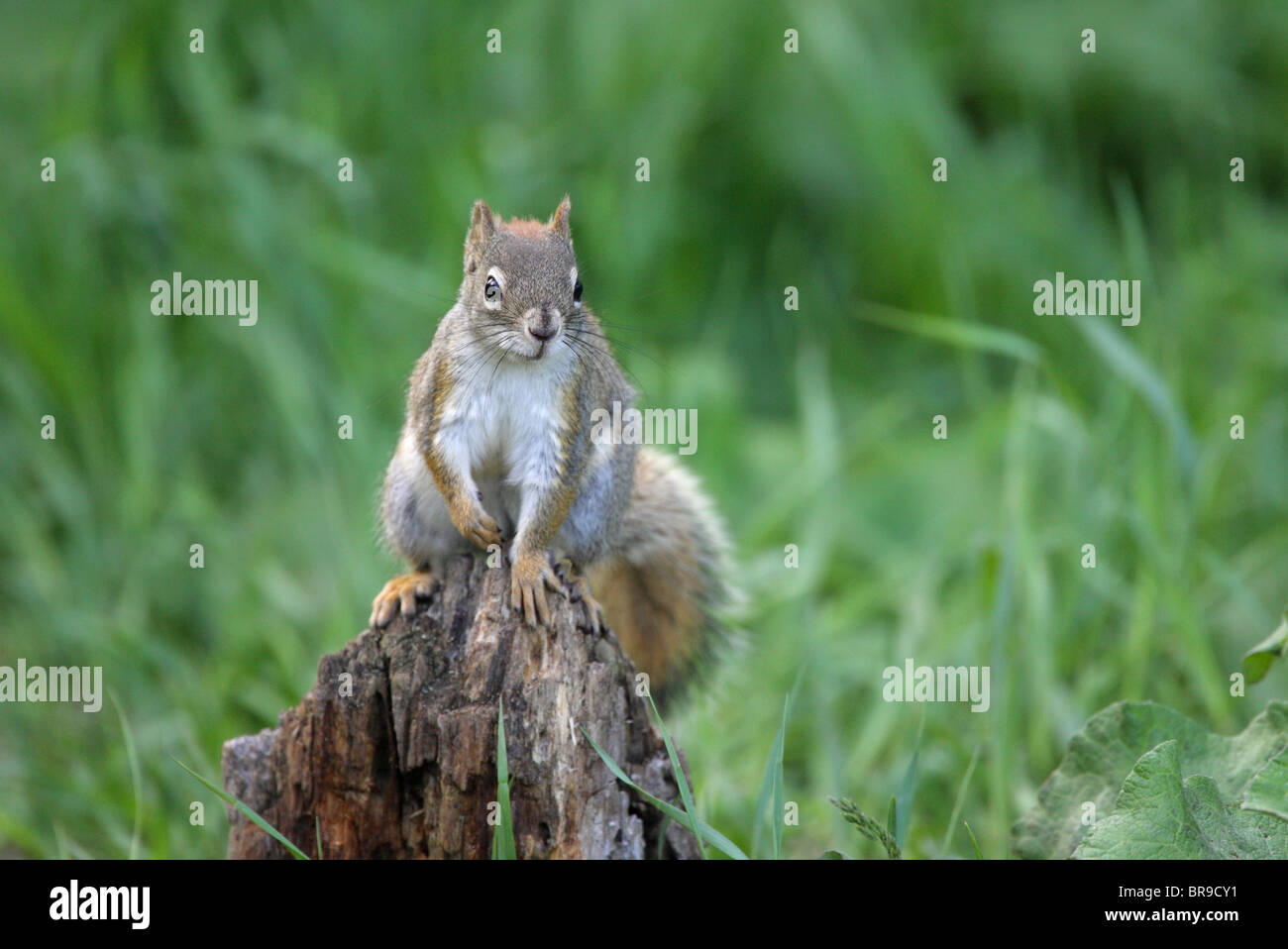 Red Squirrel Sciurus vulgaris sitting on the top of an old tree stump in long grass Stock Photo