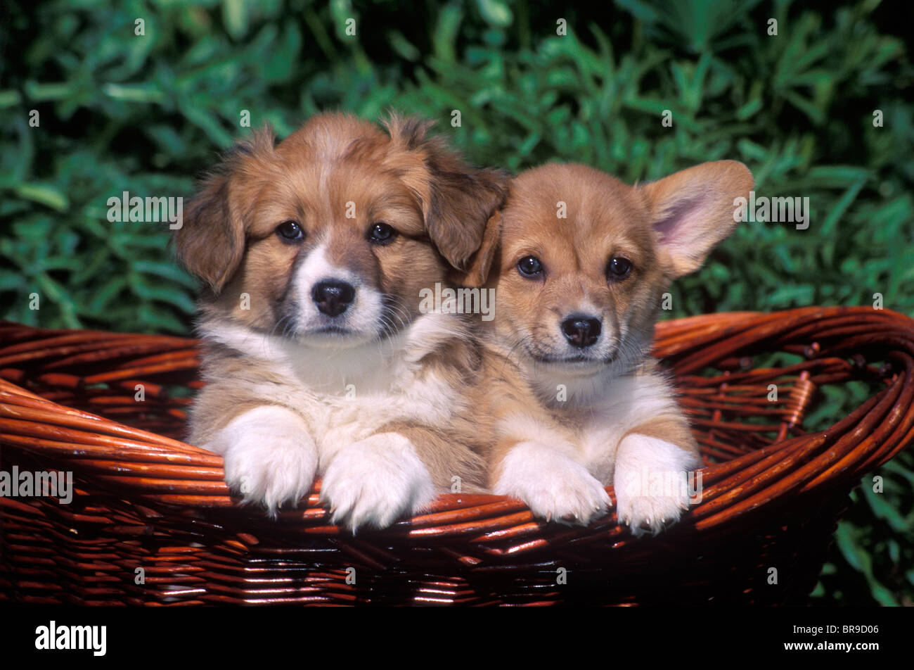 Why Is My Dog Producing Milk?, 54 OFF