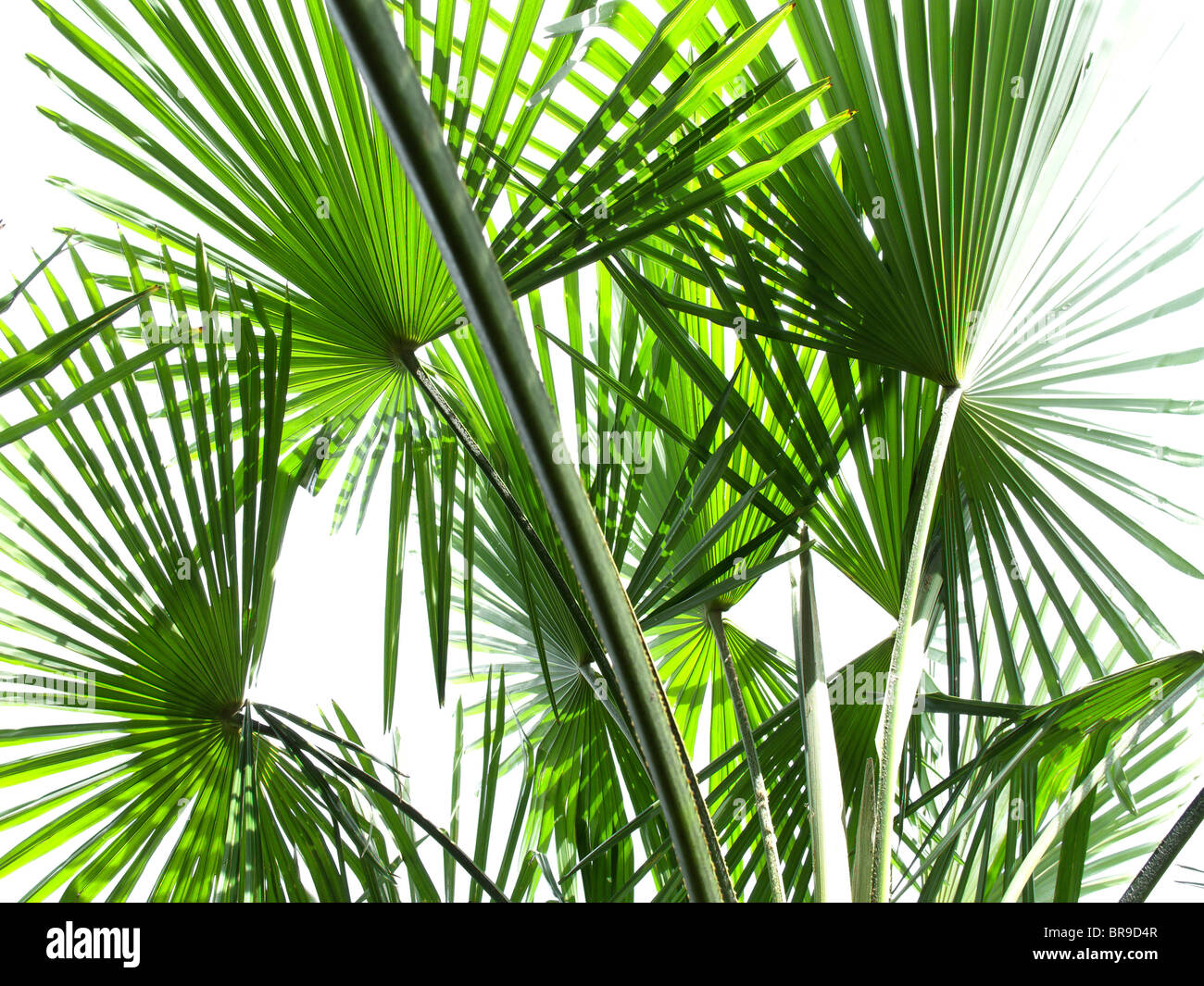 leaves of palmtrees - canton of ticino - switzerland Stock Photo
