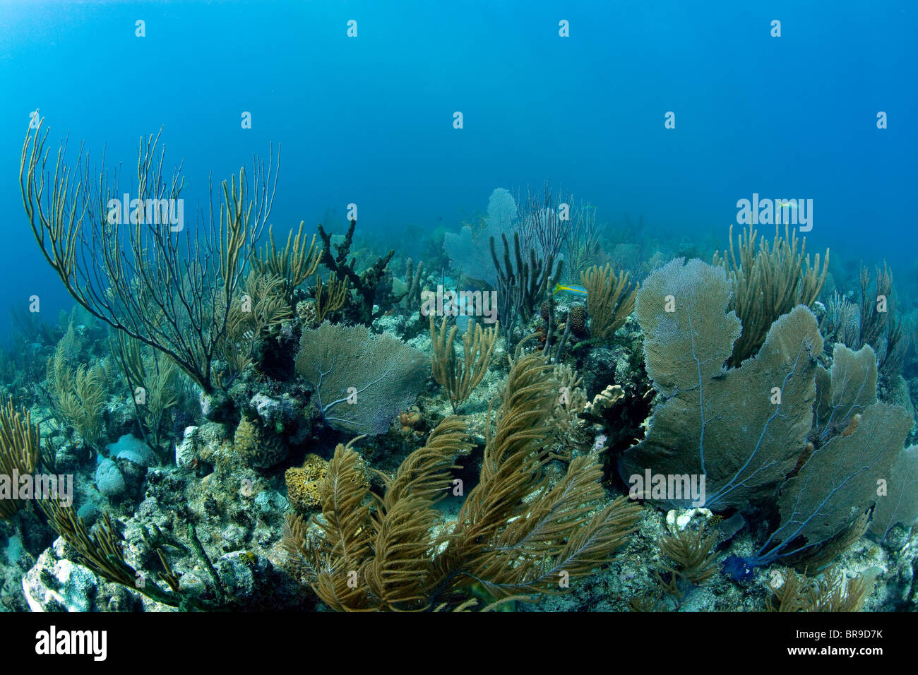 Healthy Caribbean Coral Reef - Jardines de la Rina, Cuba Stock Photo