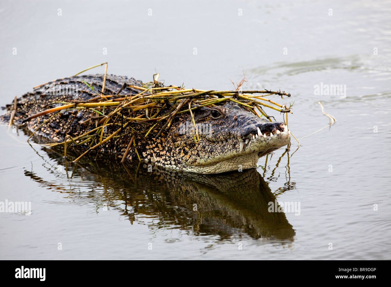 Cuban crocodile covered by reeds. Stock Photo