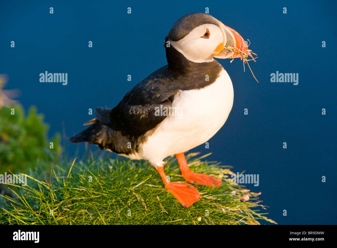 The Atlantic Puffin A Pelagic Seabird Shown Here In Breeding Colors the-atlantic-puffin-a-pelagic-seabird-shown-here-in-breeding-colors