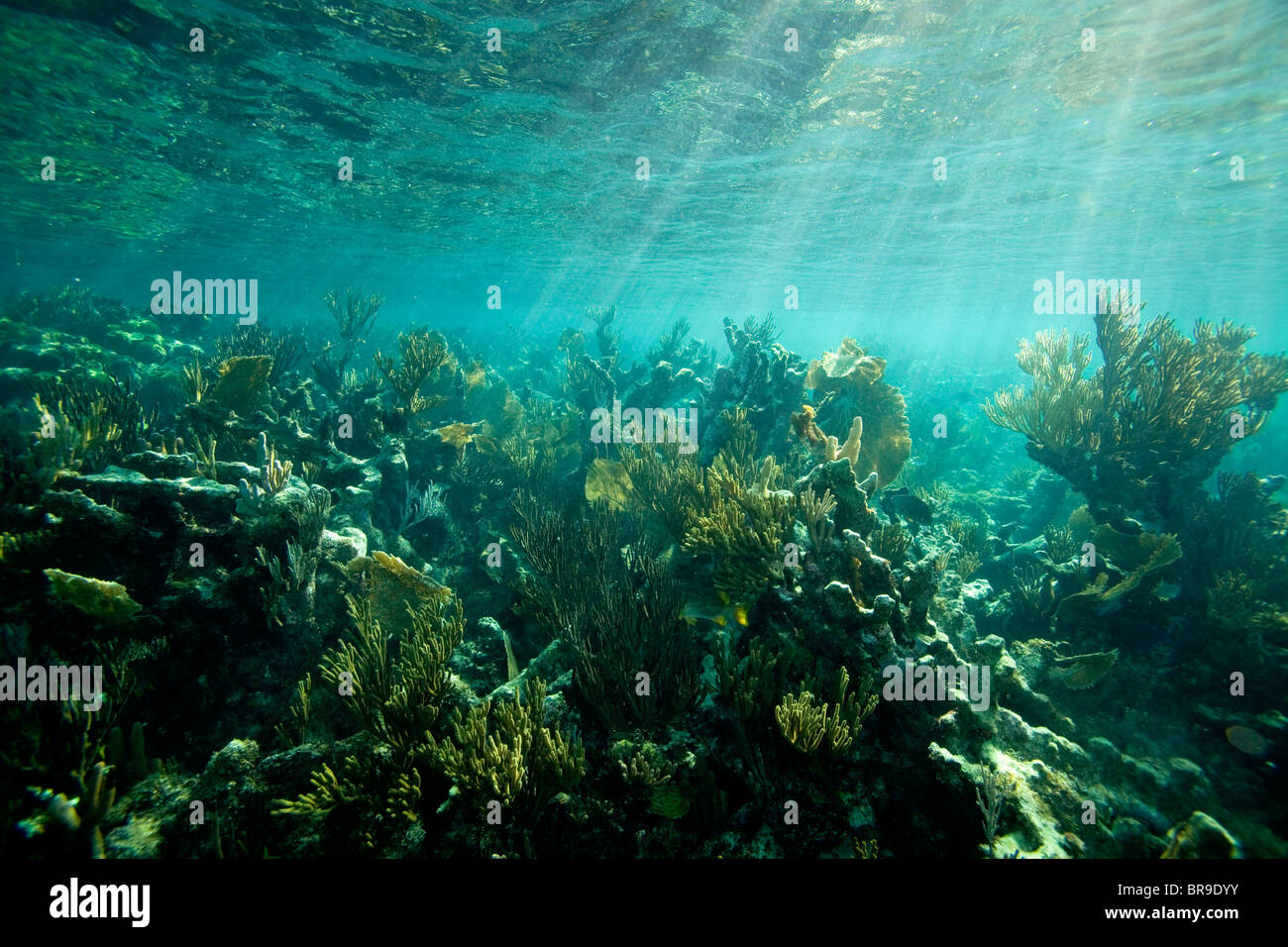 Coral Reef - Jardines de la Rina, Cuba Stock Photo
