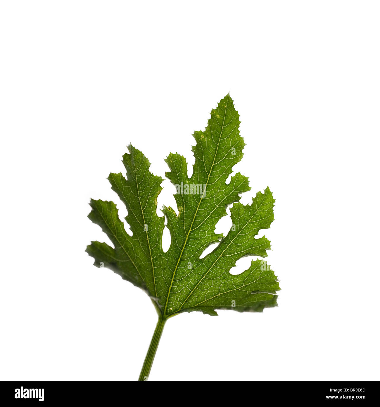Courgette leaf on white background Stock Photo Alamy