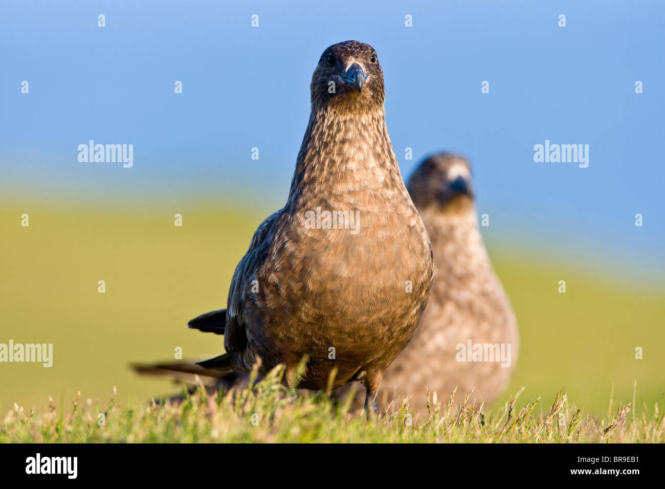 The Great Skua is the largest seabird in the skua family, seen here in ...
