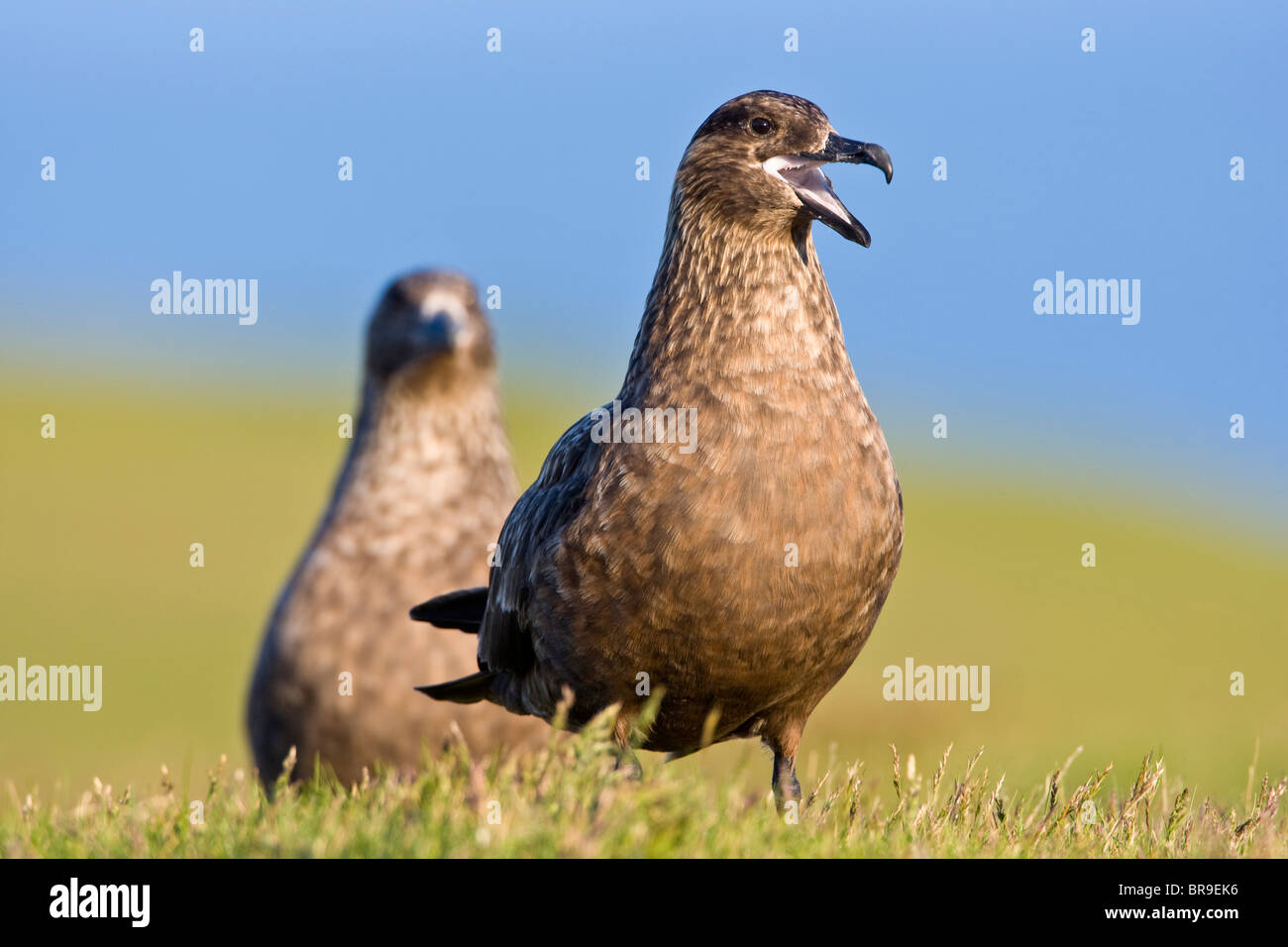 The Great Skua is the largest seabird in the skua family, seen here in ...