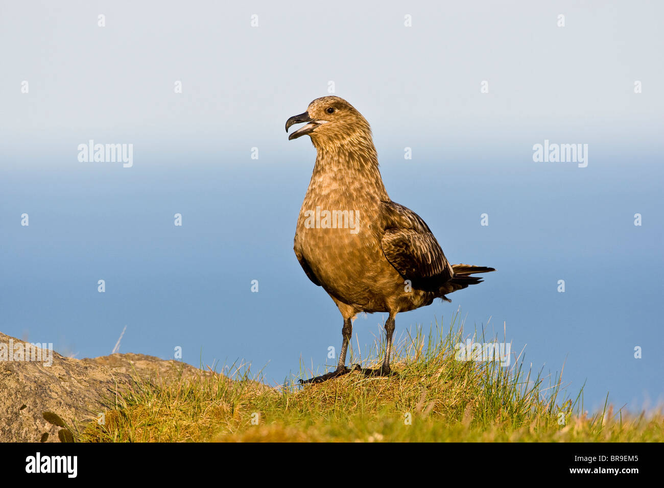 The Great Skua is the largest seabird in the skua family, seen here in ...