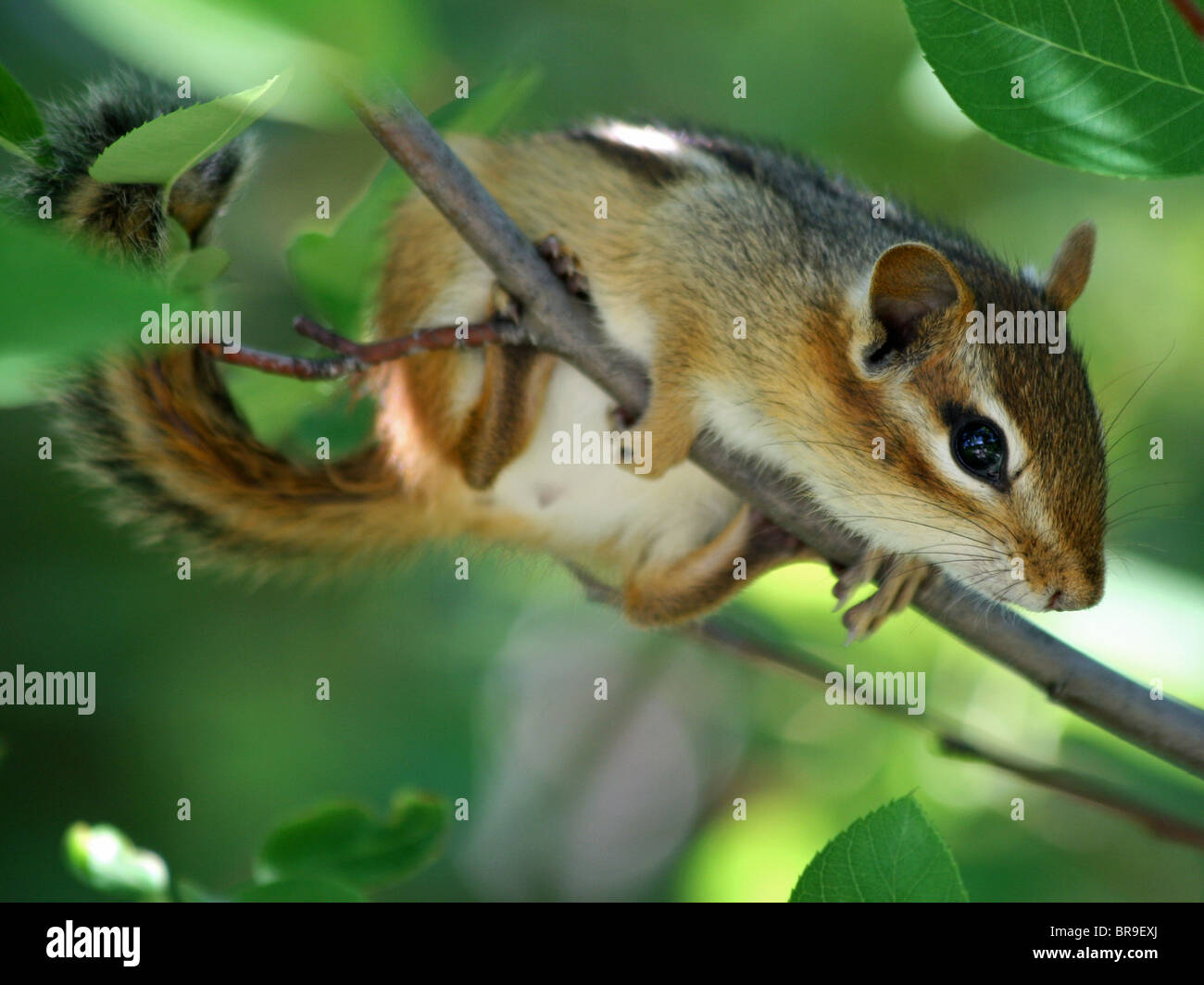 Eastern Chipmunk (Tamias striatus) Perched in a Tree Stock Photo