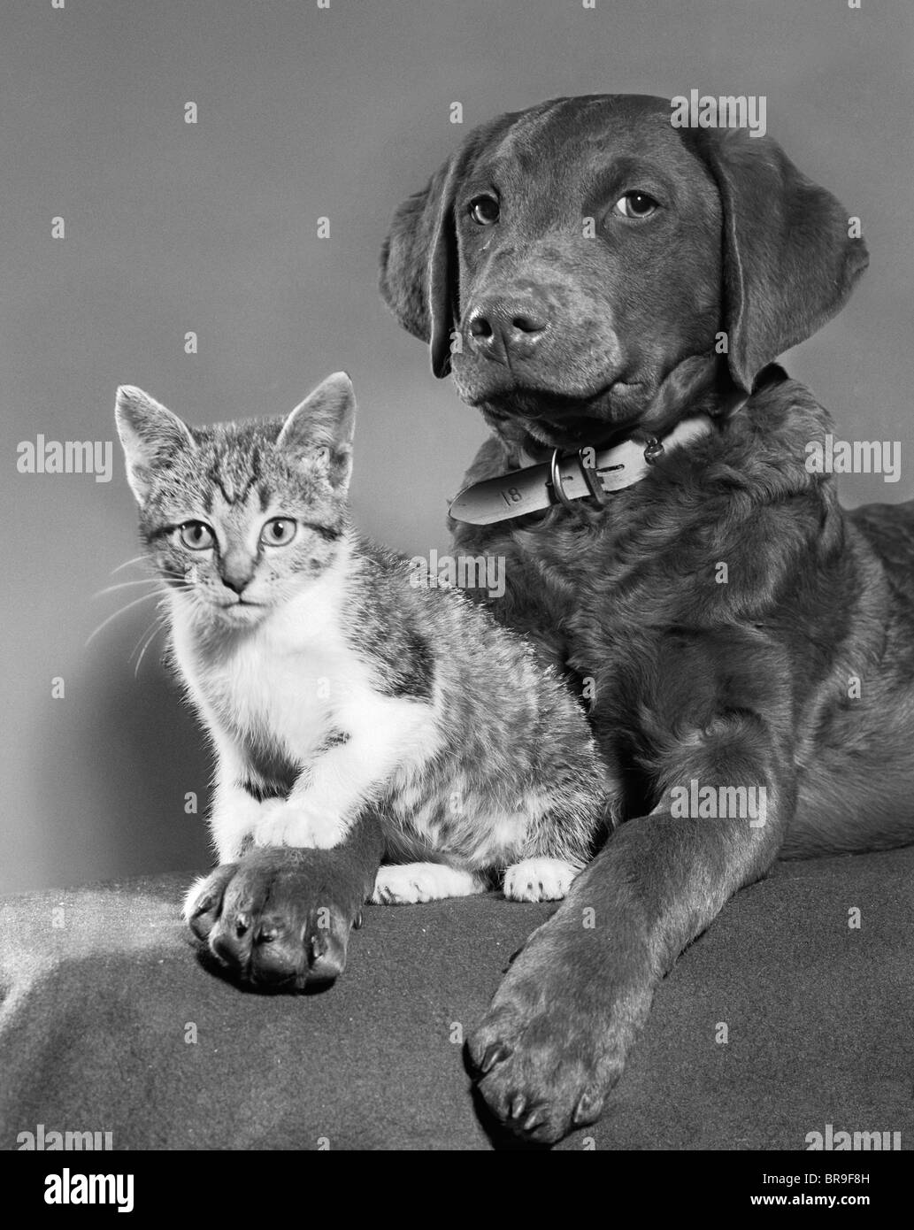 1950s PORTRAIT OF LAB MIX DOG LYING DOWN WITH KITTEN SITTING ON PAW Stock Photo