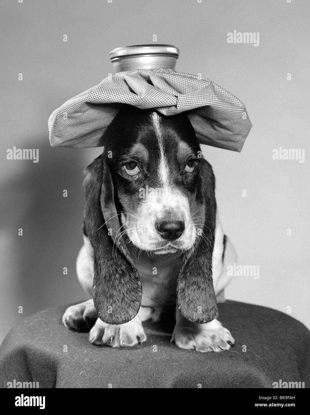 BASSETT HOUND DOG WITH ICE PACK ON HEAD Stock Photo