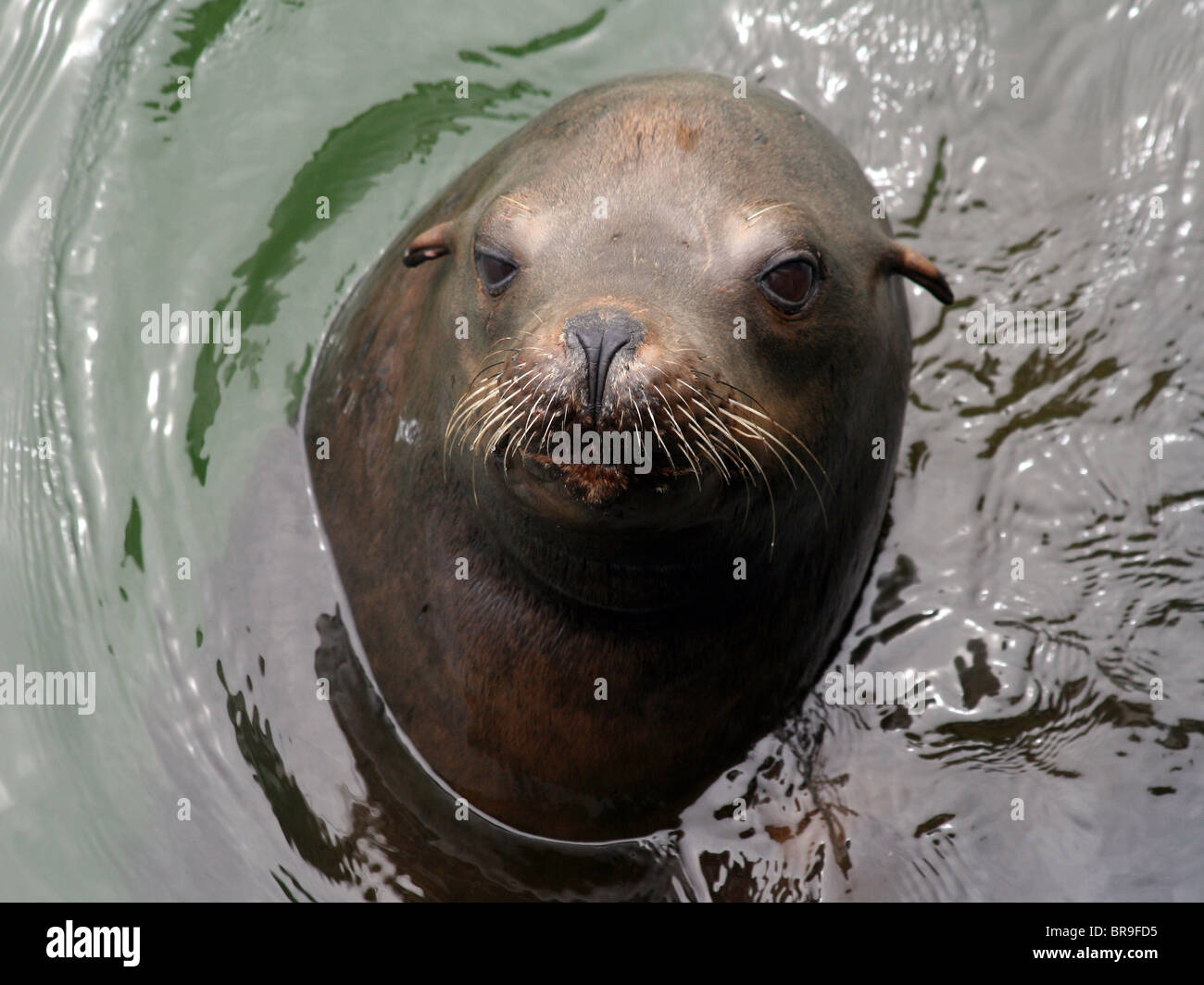 California Sea Lion (Zalophus californianus) just off the pier at Avila Beach, California Stock Photo