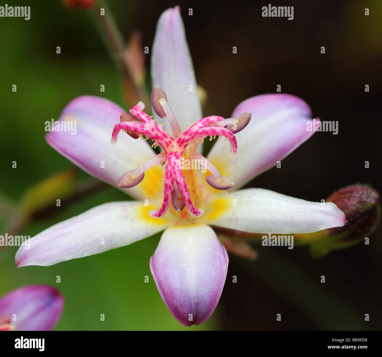 Toad lily flower close up Tricyrtis hirta Stock Photo