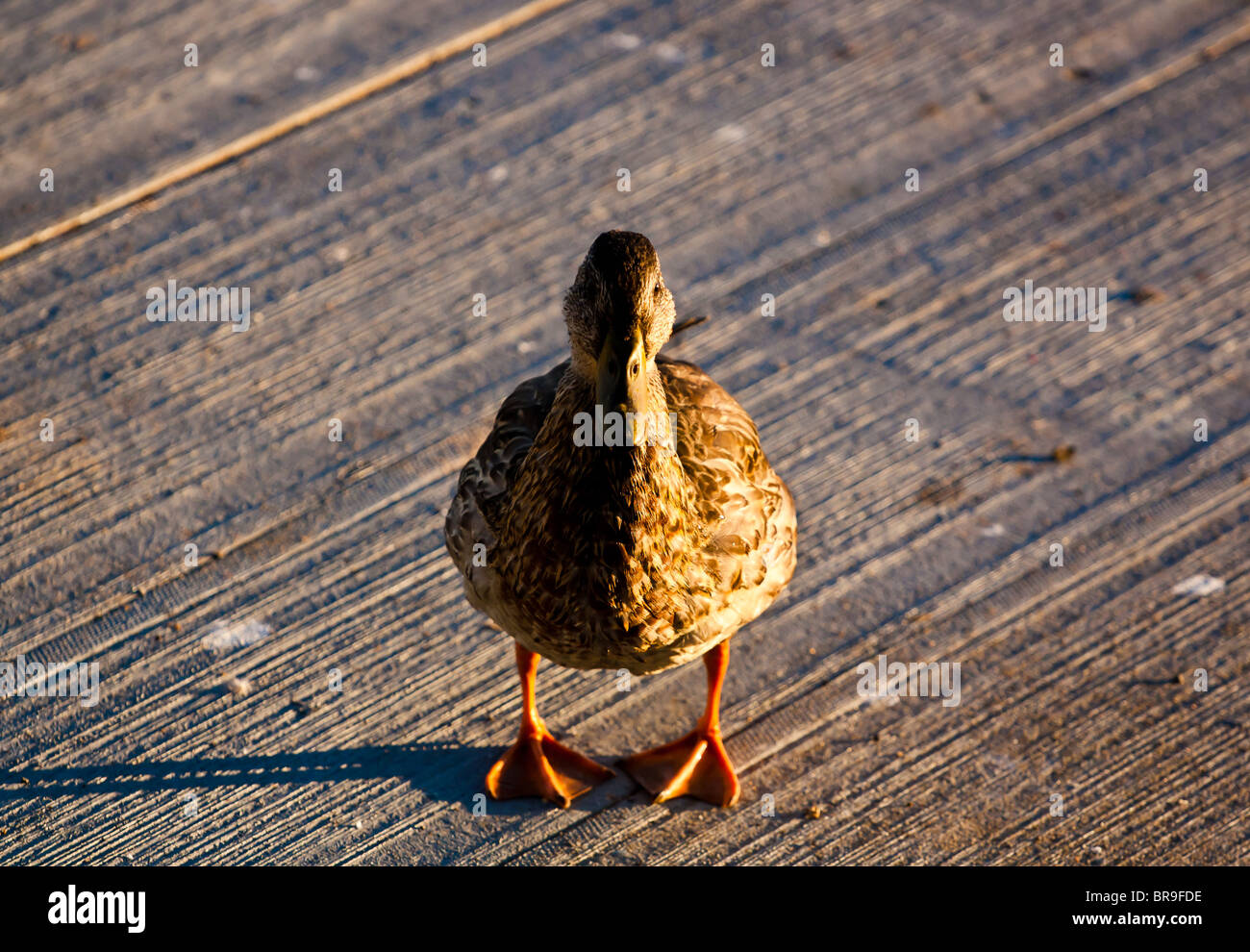 A duck stands on cement facing the camera Stock Photo - Alamy