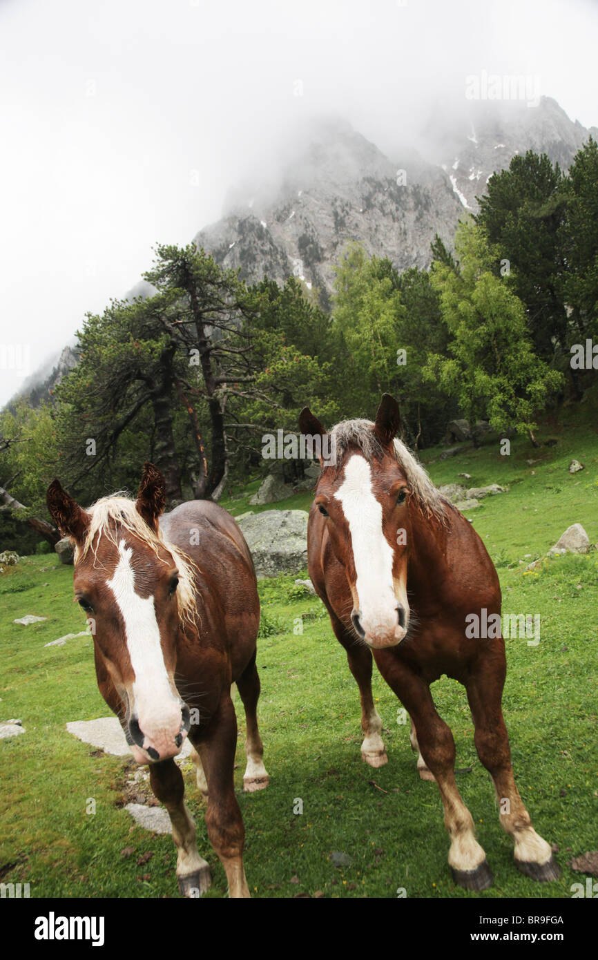 Wild mountain horses in subalpine forest under Els Encantats peak Sant Maurici National Park Pyrenees Spain Stock Photo