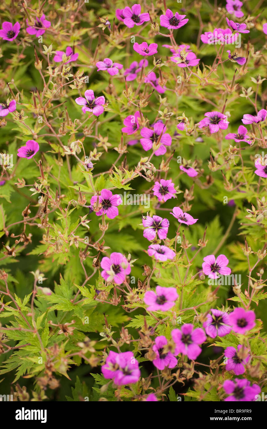 Geranium psilostemon, Armenian Cranesbill Stock Photo