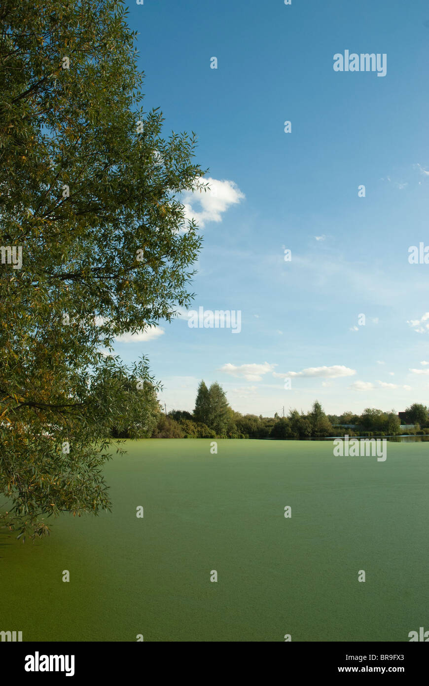 Rural pond hi-res stock photography and images - Alamy