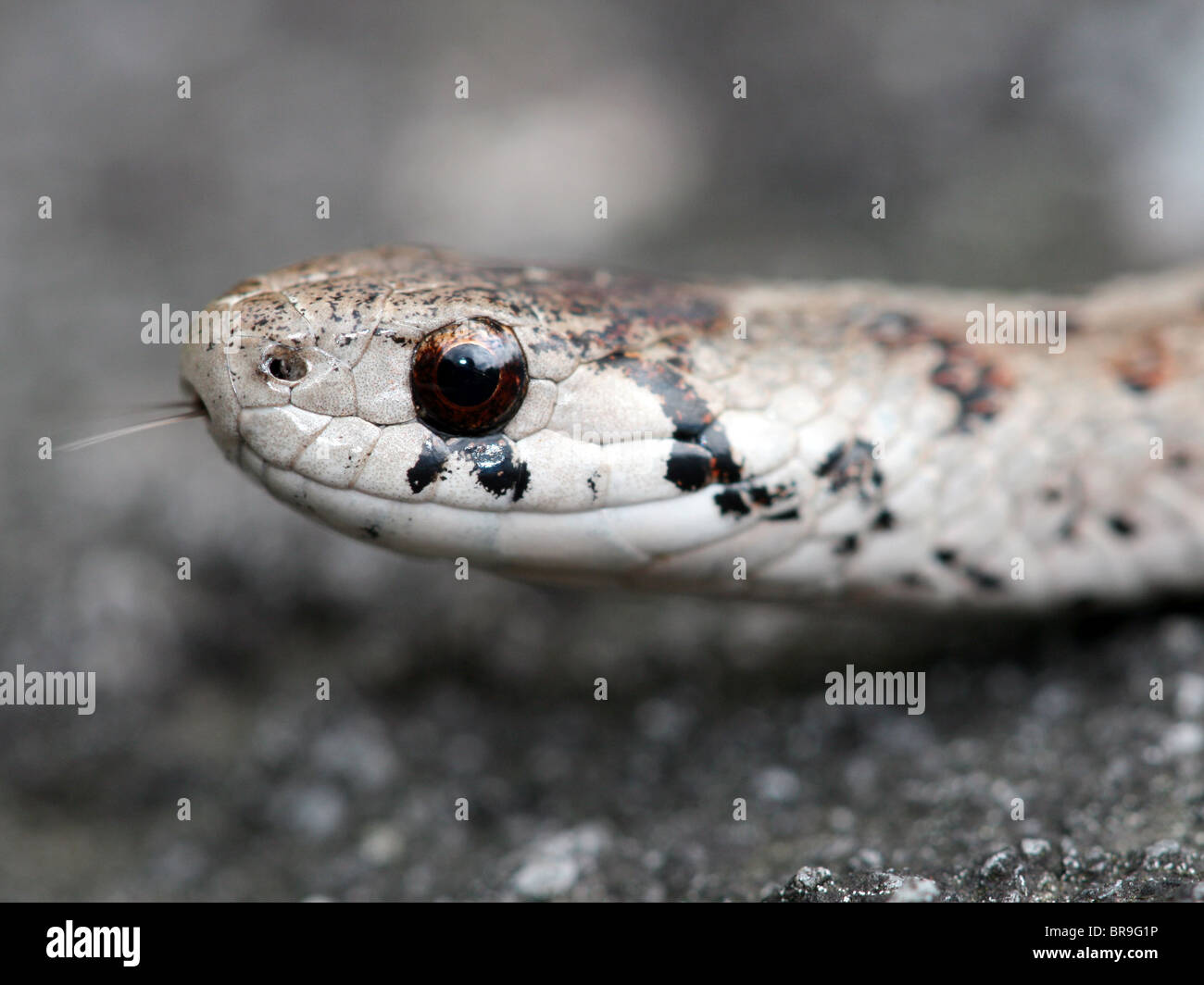 A Close-up of a Northern Brown or DeKay's Snake (Storeria dekayi) Stock Photo