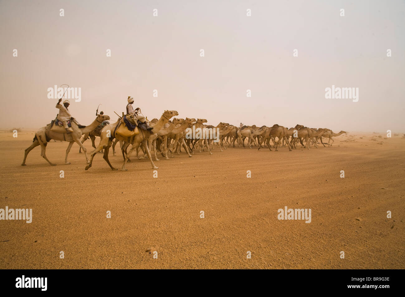A camel caravan travels through the Sahara Desert Sudan.150 000 camels travel from Sudanto Egypt yearly to be sold. Stock Photo