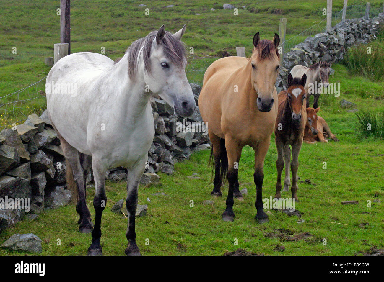 Connemara pony and stone wall hi-res stock photography and images - Alamy