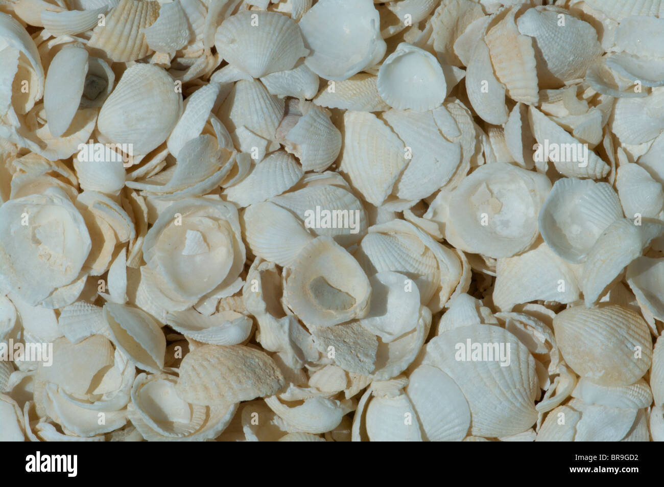 Close-up of the Coquina shells that form Shell Beach in Shark Bay, West Australia. Stock Photo