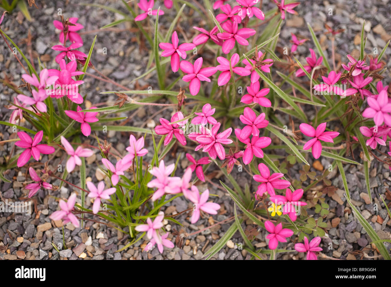 Rhodohypoxis growing though a gravel bed Stock Photo