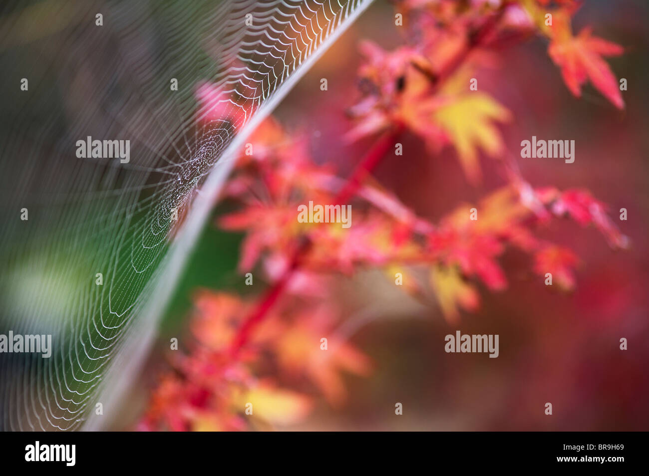 Spiders web in a garden in front of an acer tree Stock Photo
