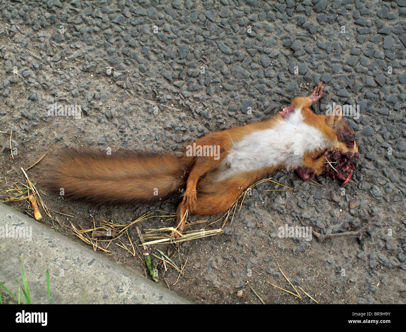 A red squirrel at the edge of the road, having been run over and killed by a passing car. Stock Photo
