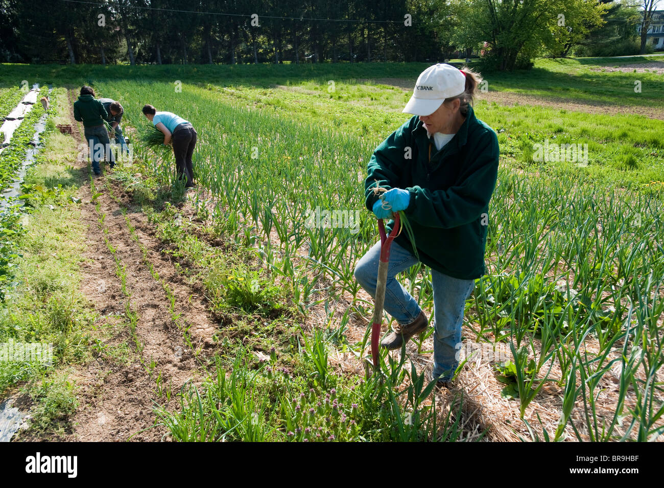People working on organic farm Stock Photo