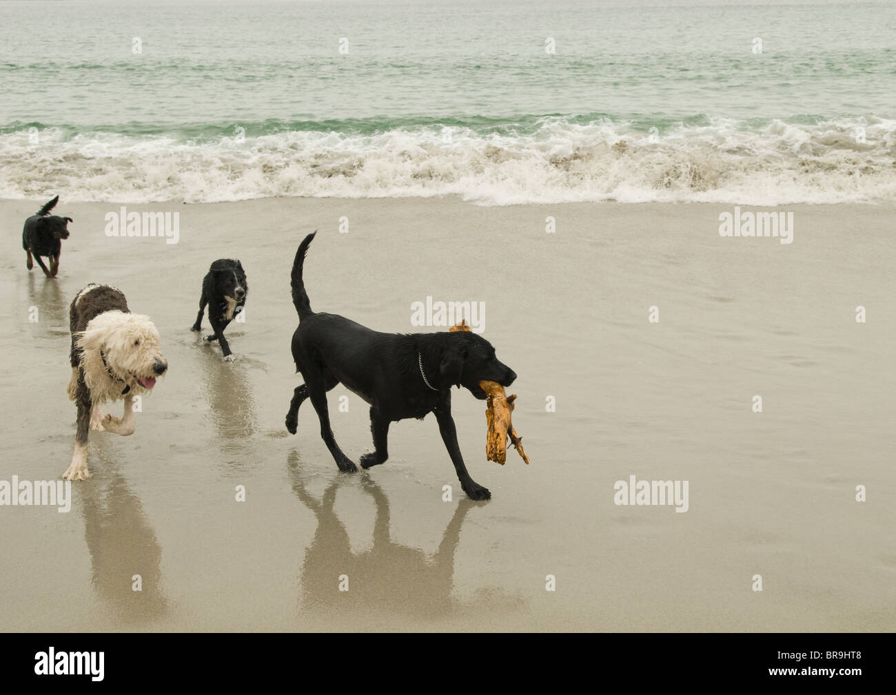 Dogs play fetch on the beach in Carmel-by-the-Sea California. Stock Photo