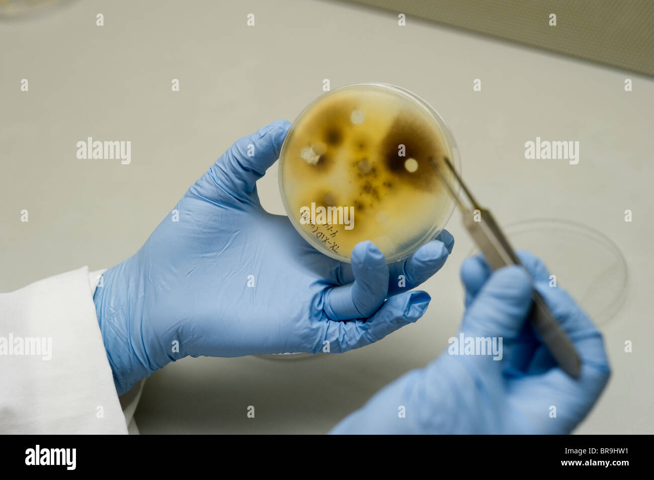 Fungus cultures in Plant Pathology lab Stock Photo