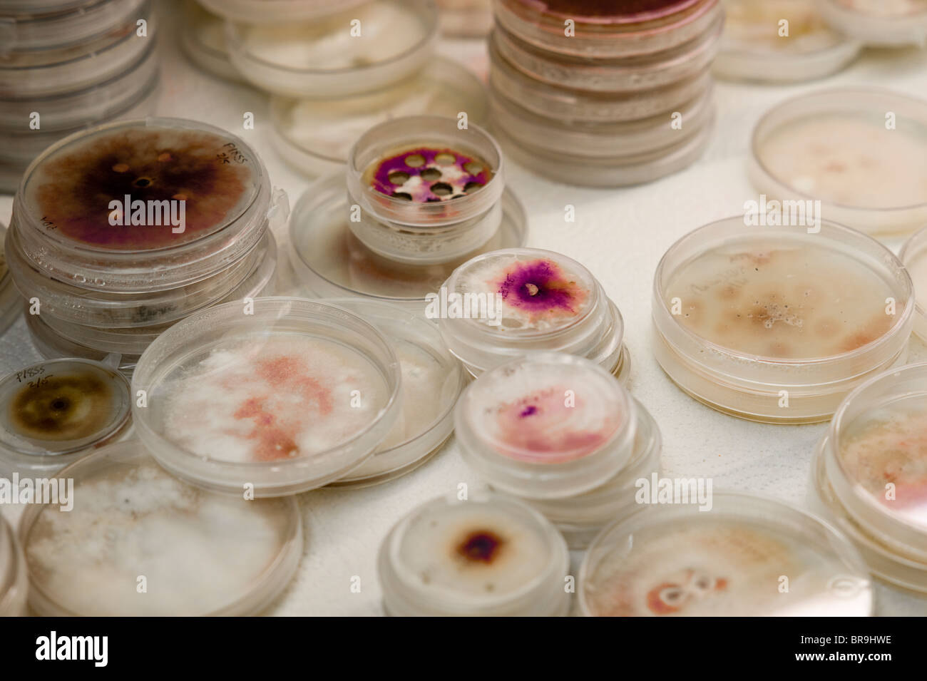 Fungus cultures in Plant Pathology lab Stock Photo