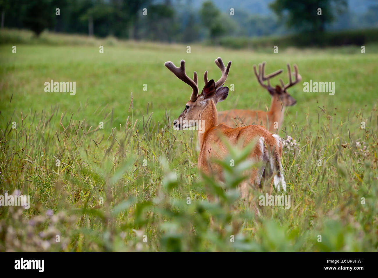 Two male deer in a field. Stock Photo