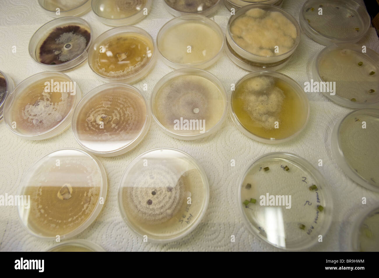 Fungus cultures in Plant Pathology lab Stock Photo