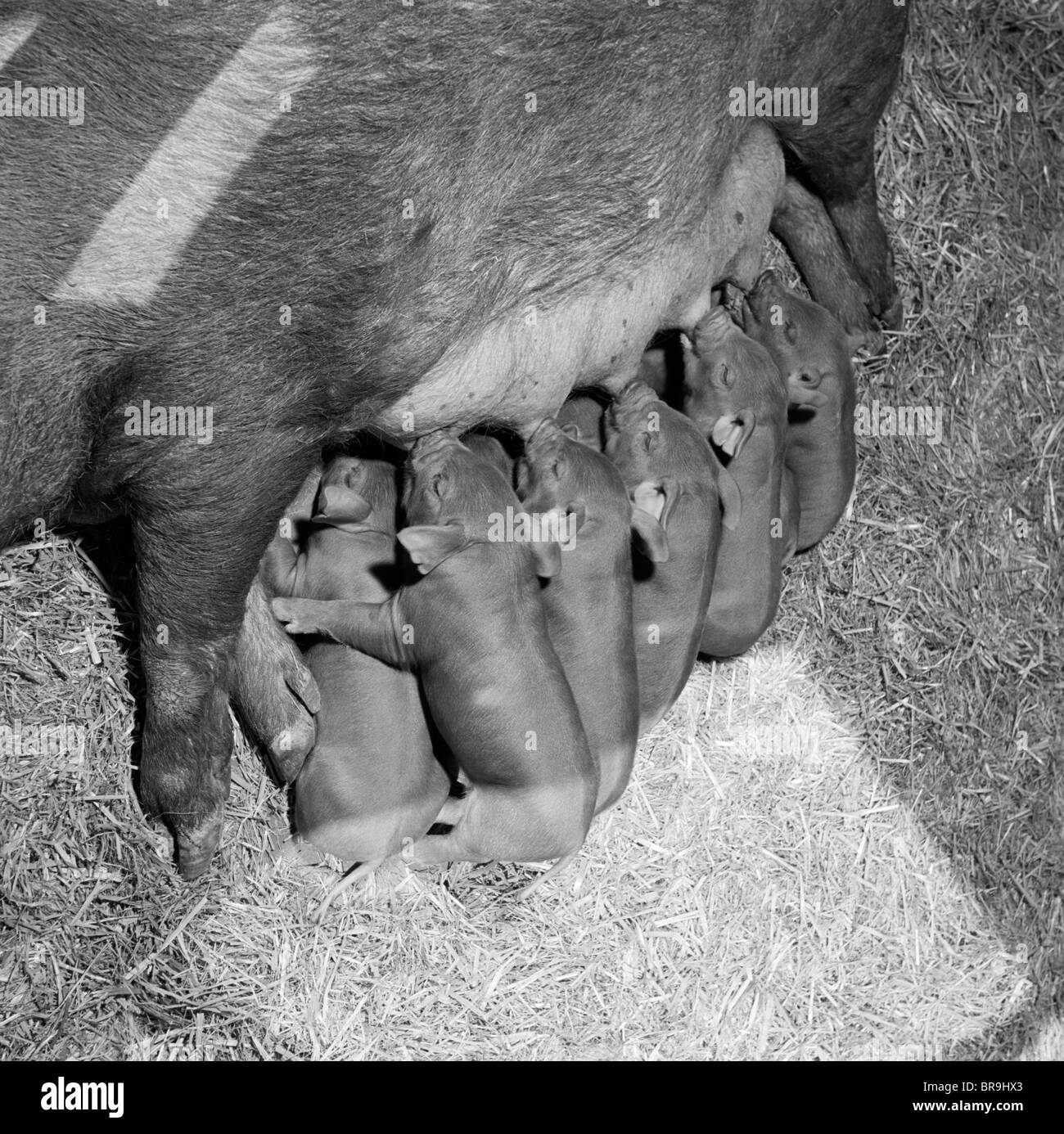 1950s LITTER OF DUROC PIGLETS SUCKING SUCKLING NOURISHMENT BABIES MOTHER PIG NURTURE FARM STRAW Stock Photo