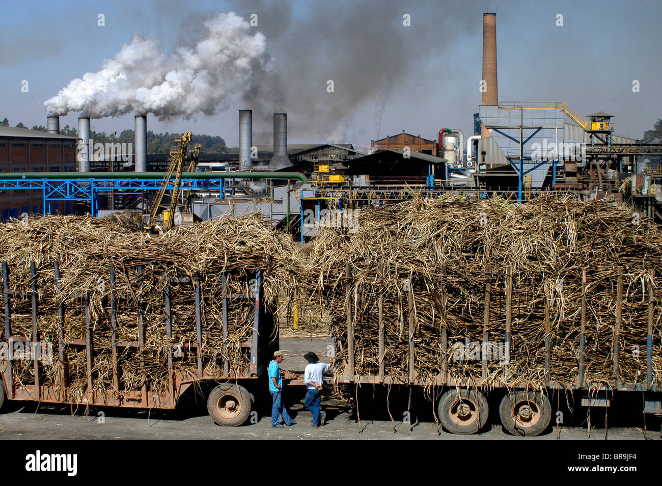Sugar cane brazil hires stock photography and images Alamy