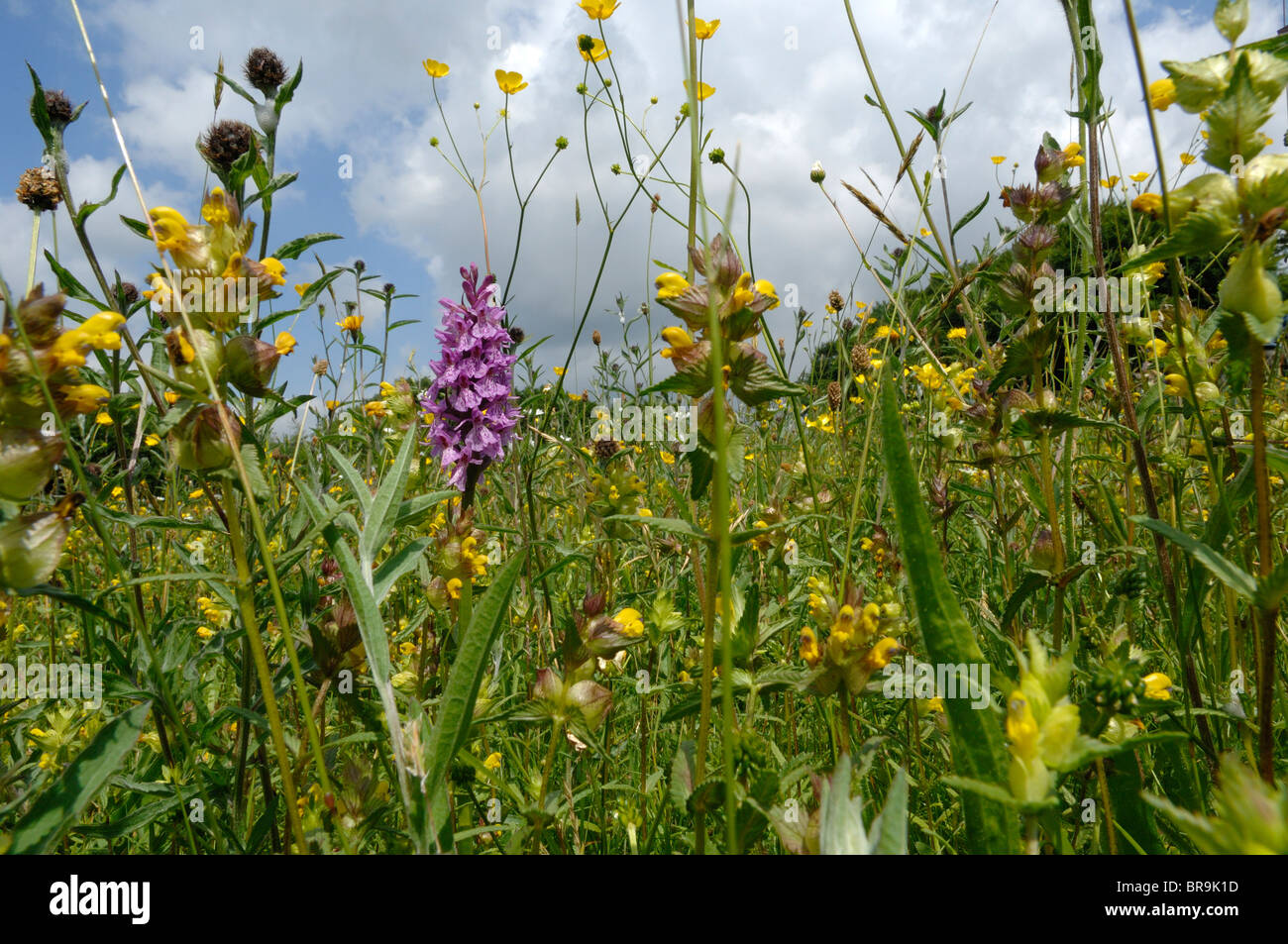 Yellow Rattle and orchids in a wildflower meadow in Dartmoor National Park Devon England Stock Photo