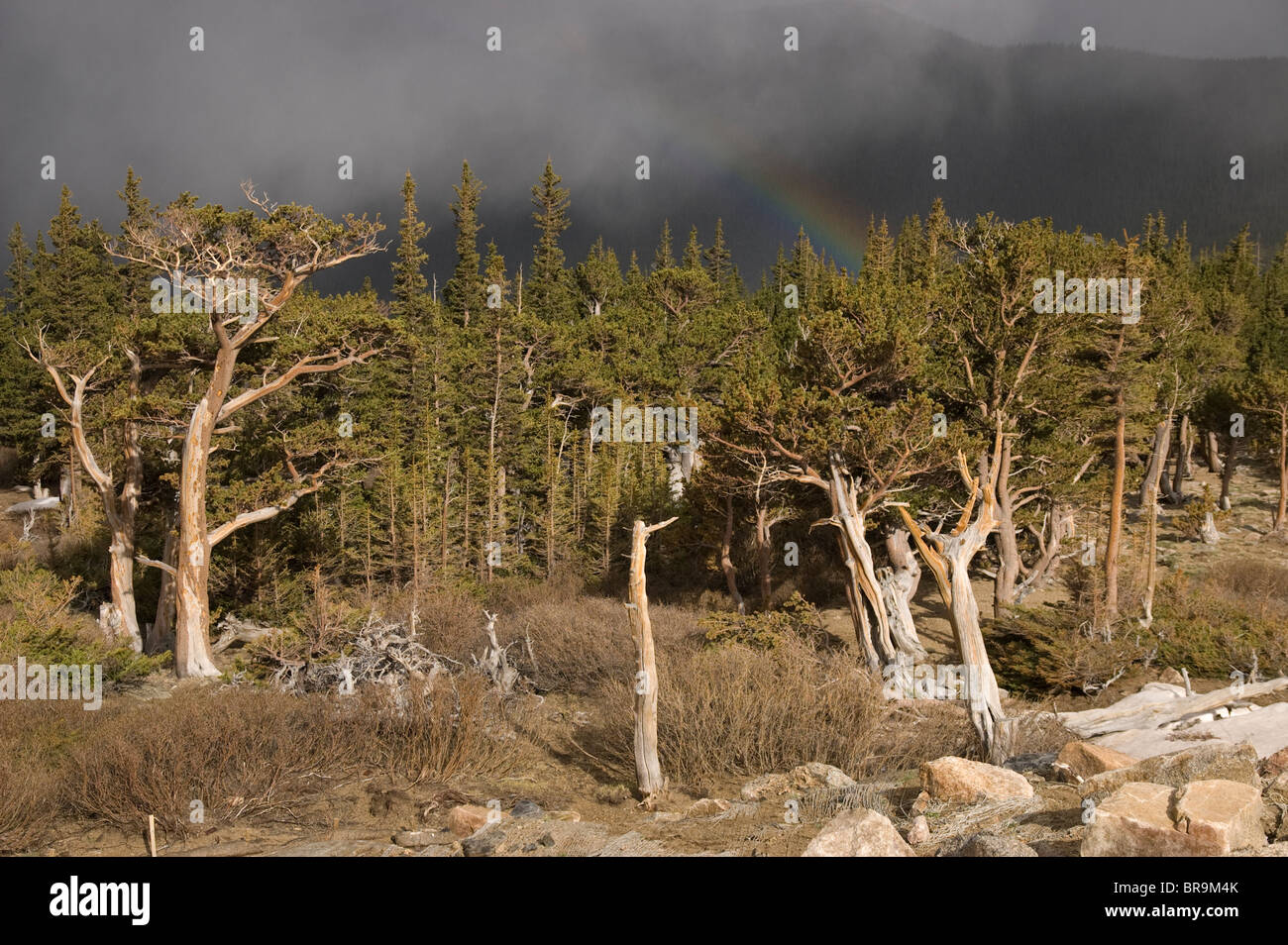 Rocky Mountains Bristlecone Pines (pinus aristata) on Mount Evans, Colorado, USA. Stock Photo