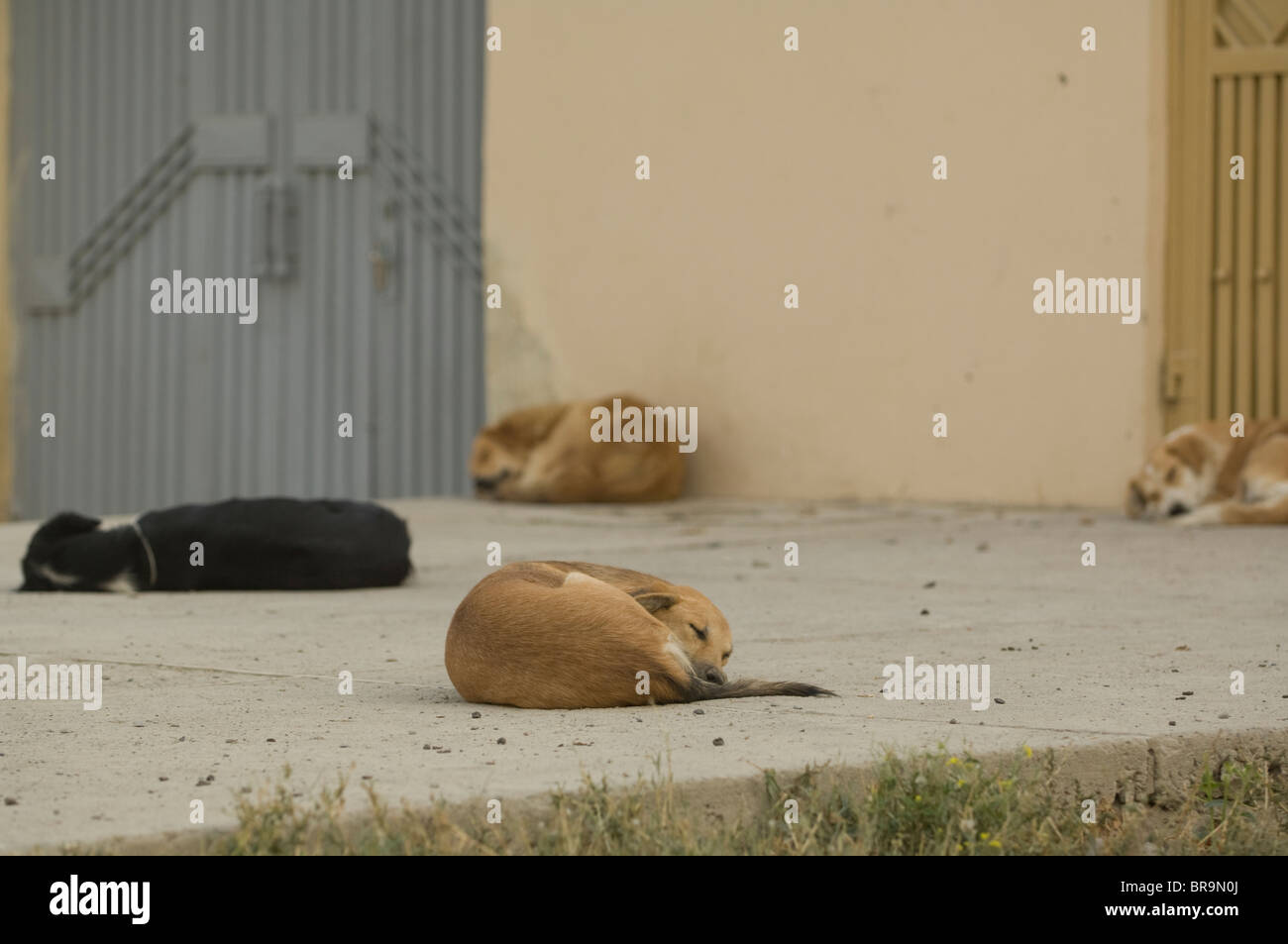 Dogs sleeping on sidewalk in Kabul, Afghanistan Stock Photo