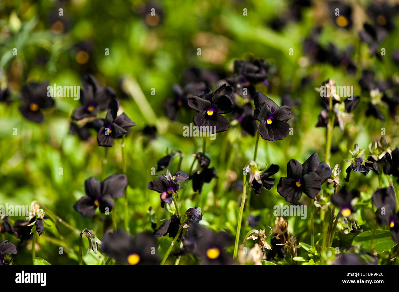 Molly flowers hi-res stock photography and images - Alamy