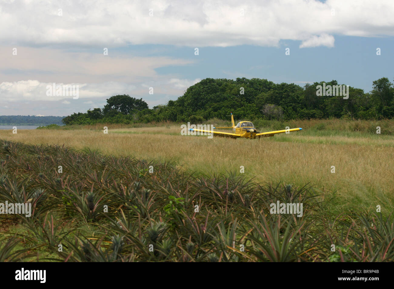 A Fuji FA200 Aero Subaru single engine aerobatic plane lands on a rural airstrip in Uganda with pineapples growing on the side Stock Photo