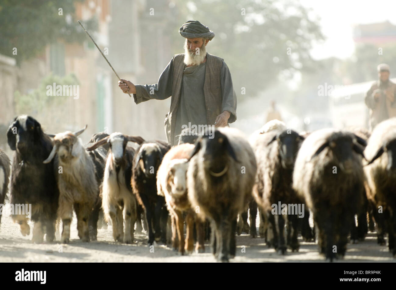 Sheppard walking with sheep in Kabul, Afghanistan Stock Photo
