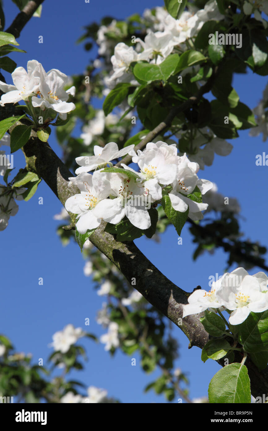 White apple blossom Stock Photo