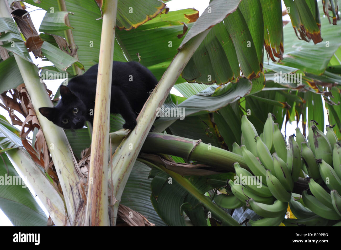 Black cat in tree bananas hires stock photography and images Alamy