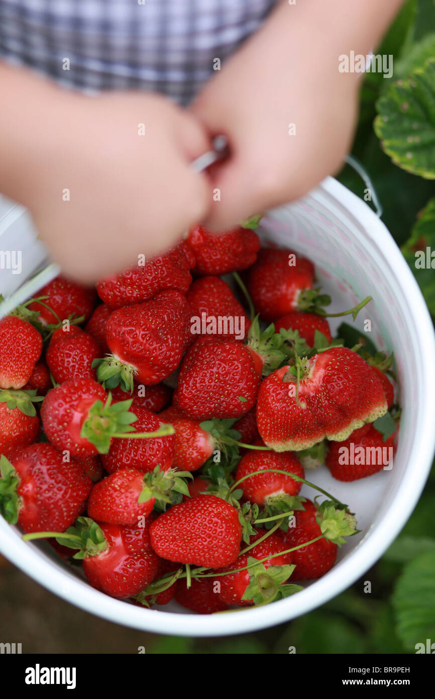 Little girl holding bucket full of strawberries Stock Photo - Alamy