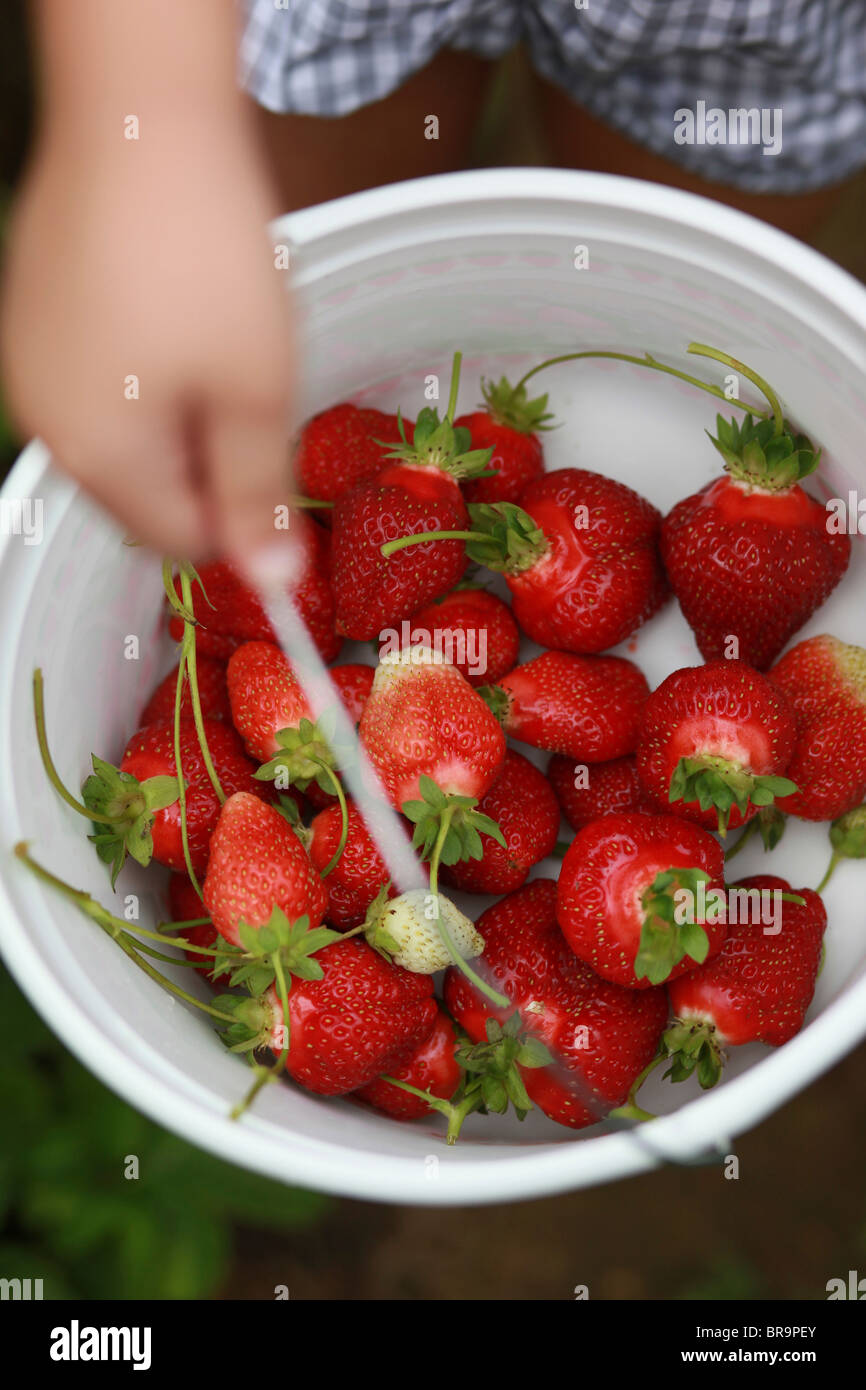 Little girl holding bucket full of strawberries Stock Photo - Alamy