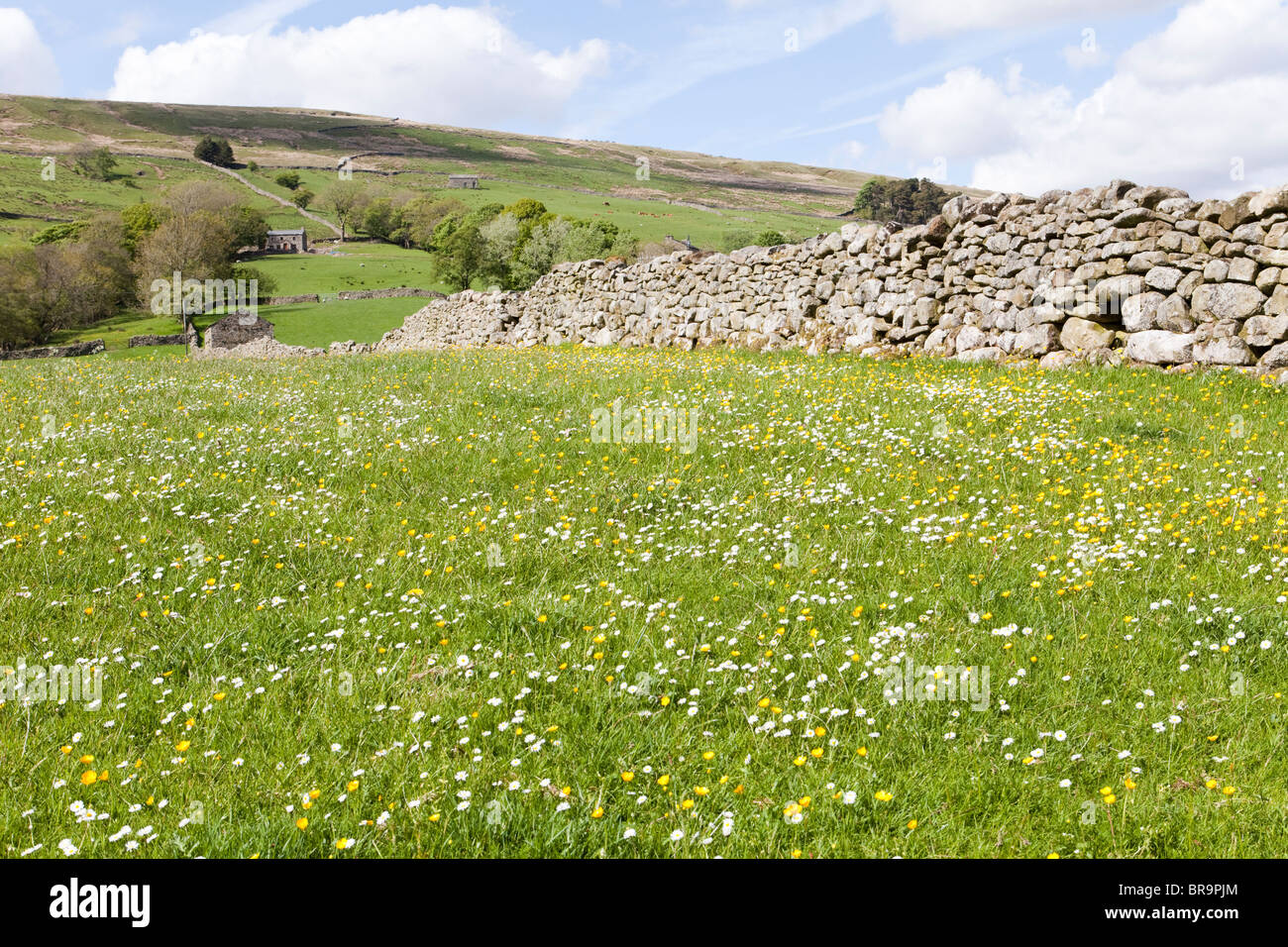 Buttercups and daisies in Dentdale near Cowgill in the Yorkshire Dales National Park. east of Dent, Cumbria Stock Photo
