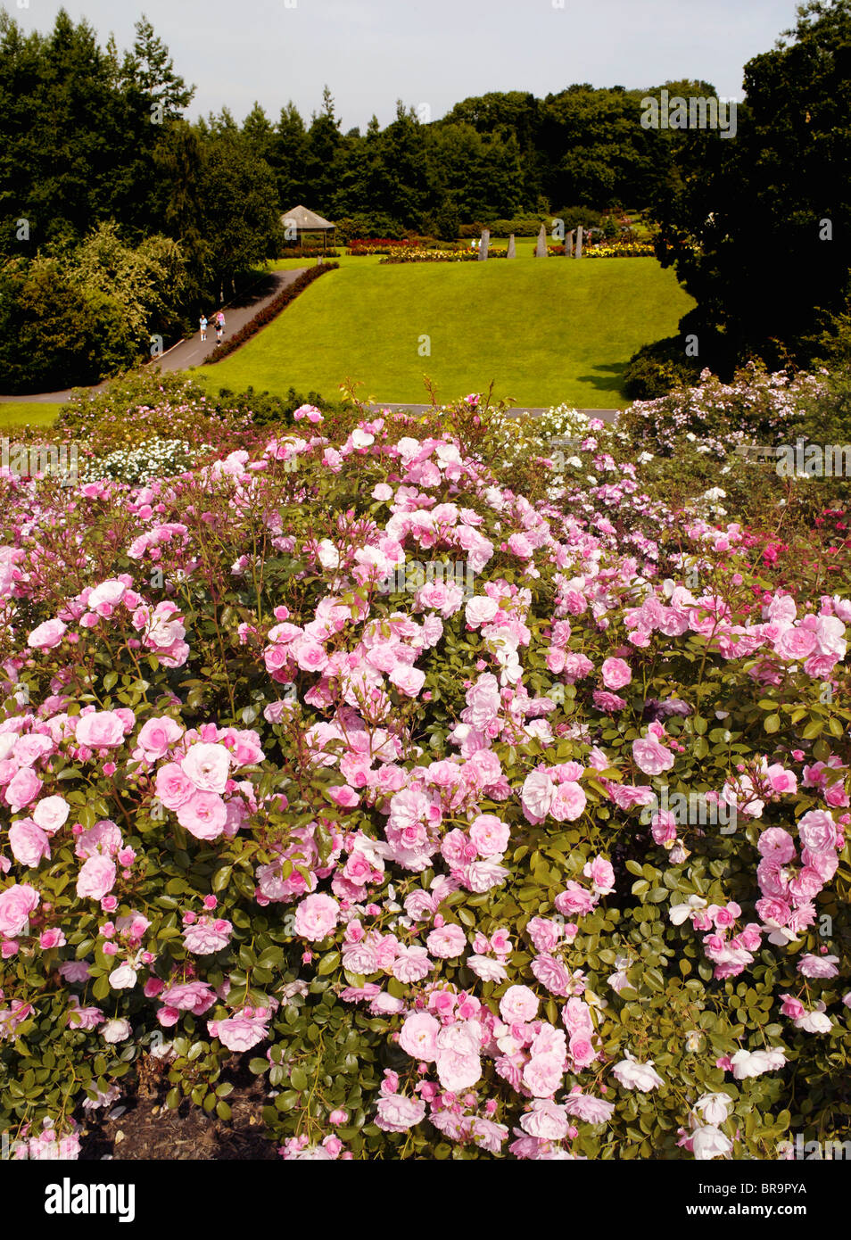Sir Thomas And Lady Dixon Park, Rose Week, Belfast, Northern Ireland Stock Photo