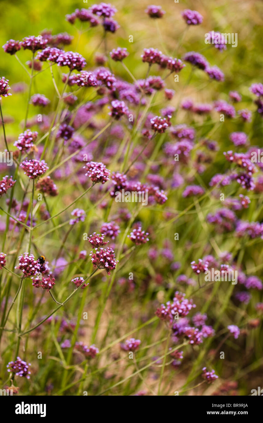 Verbena bonariensis in flower Stock Photo Alamy