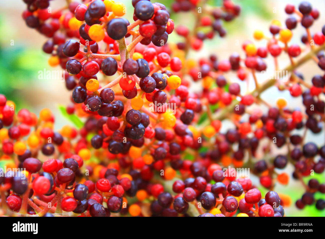 Small round fruits hi-res stock photography and images - Alamy